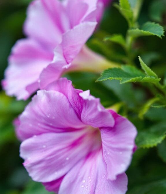Lavatera Trimestris (Annual Lavatera)