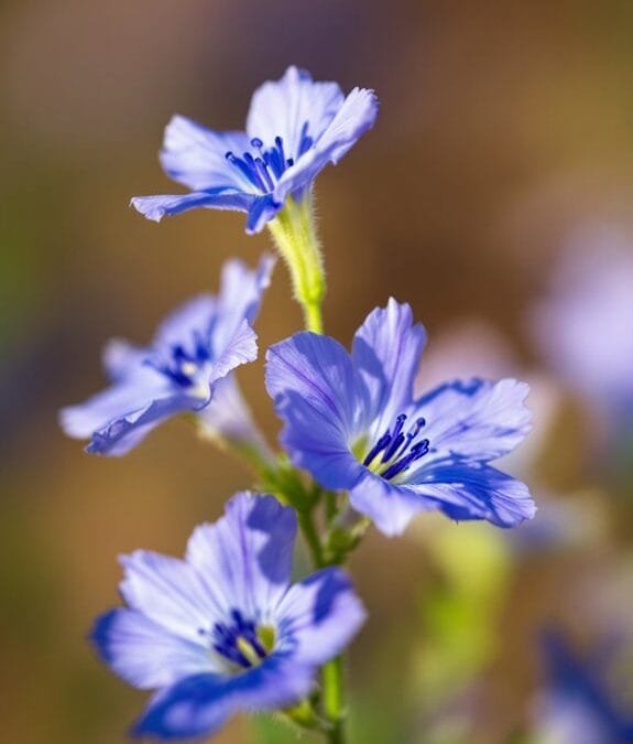 Gilia Capitata (Blue Thimble Flower)