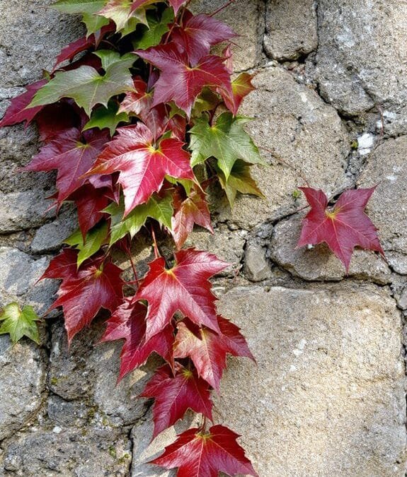 Parthenocissus Tricuspidata (Boston Ivy)