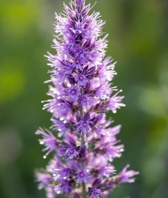 Liatris Spicata (Button Snakewort)
