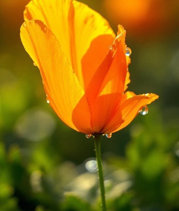 Eschscholzia Californica (California Poppy)