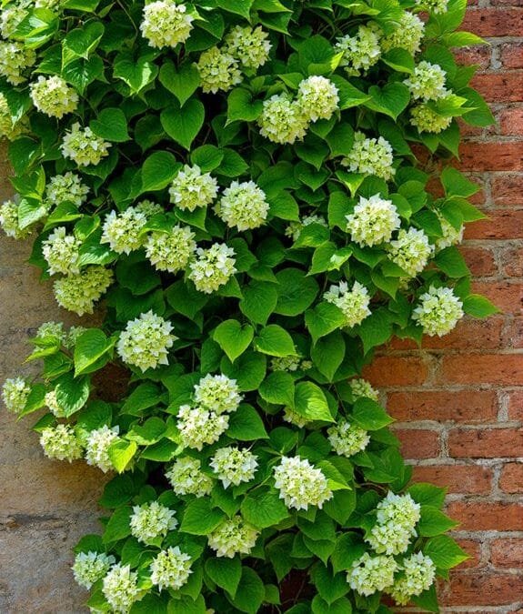 Hydrangea Anomala Subsp. Petiolaris (Climbing Hydrangea)