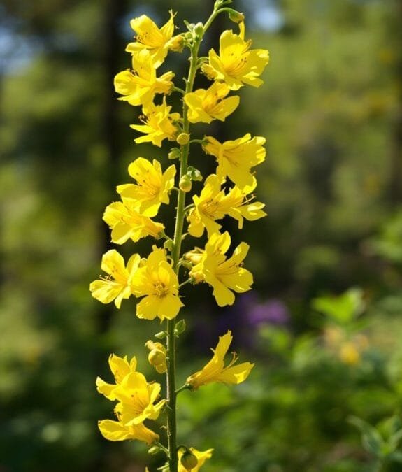 Common Broom (Cytisus Scoparius)