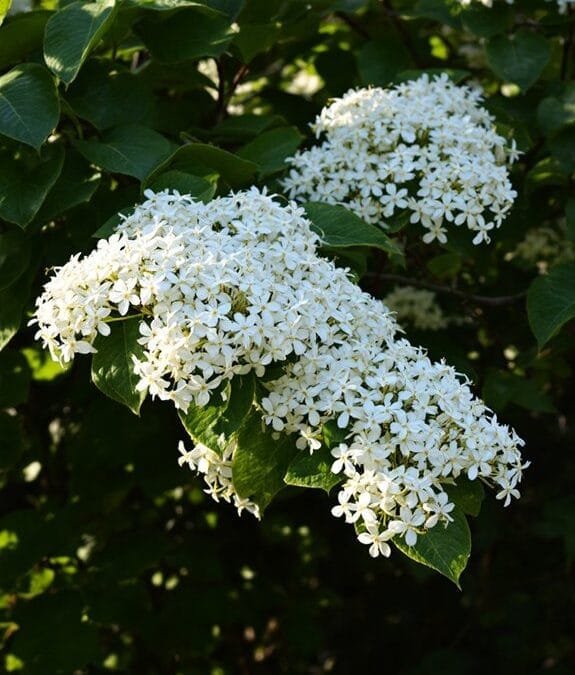 Common Dogwood (Cornus Sanguinea)