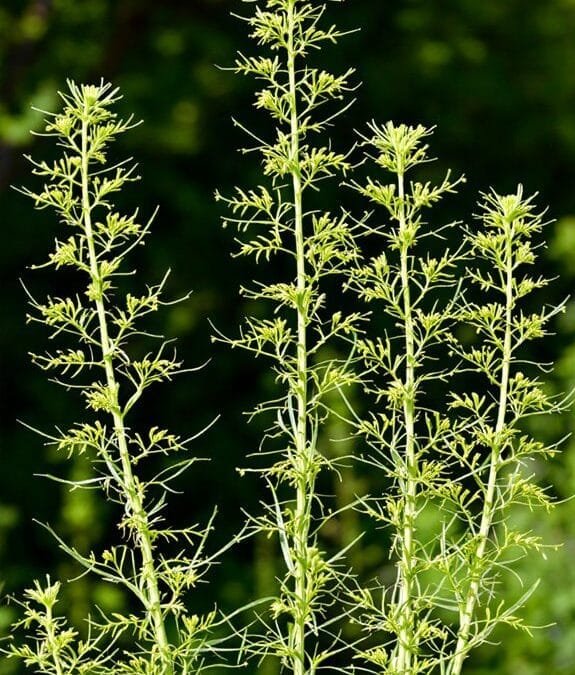 Foeniculum Vulgare (Common Fennel)