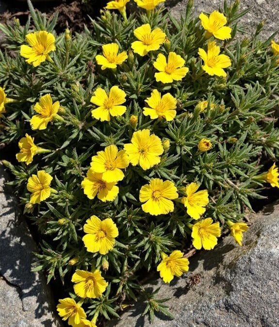 Common Rockrose (Helianthemum Nummularium)