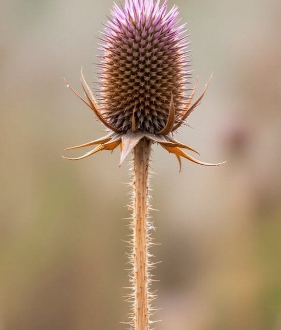 Common Teasel (Dipsacus Fullonum)
