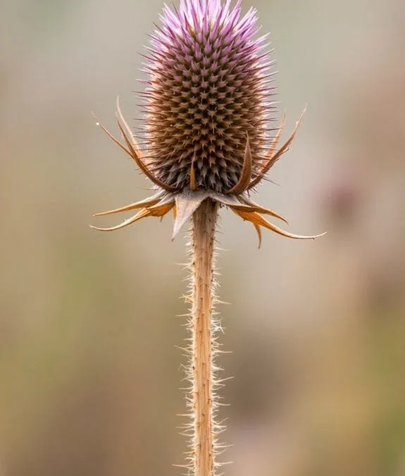 Common Teasel (Dipsacus Fullonum)