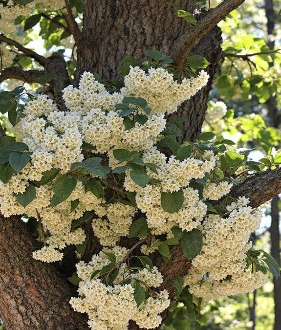 Common Wayfaring Tree (Viburnum Lantana)