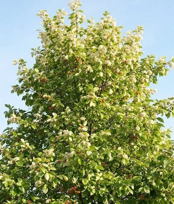 Sorbus Aria (Common Whitebeam)