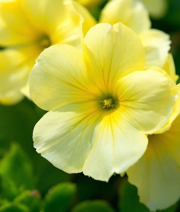 Primrose (Primula Vulgaris)