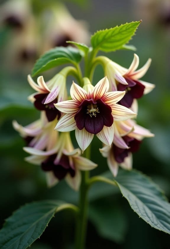 Helleborus Species & Hybrids (Hellebore) 4 concise information overview provided