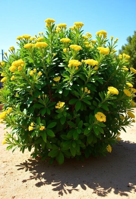 cultivation needs and conditions