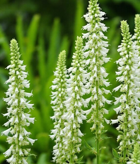 Veronicastrum Virginicum (Culver’s Root)