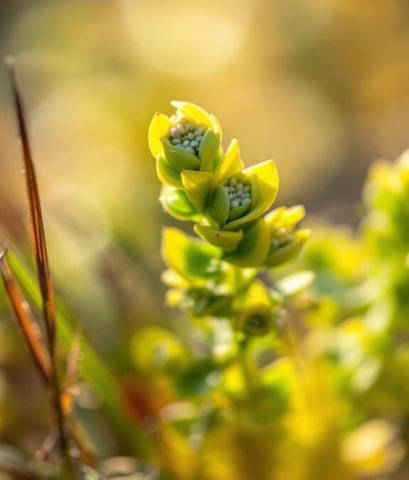 Cypress Spurge (Euphorbia Cyparissias)