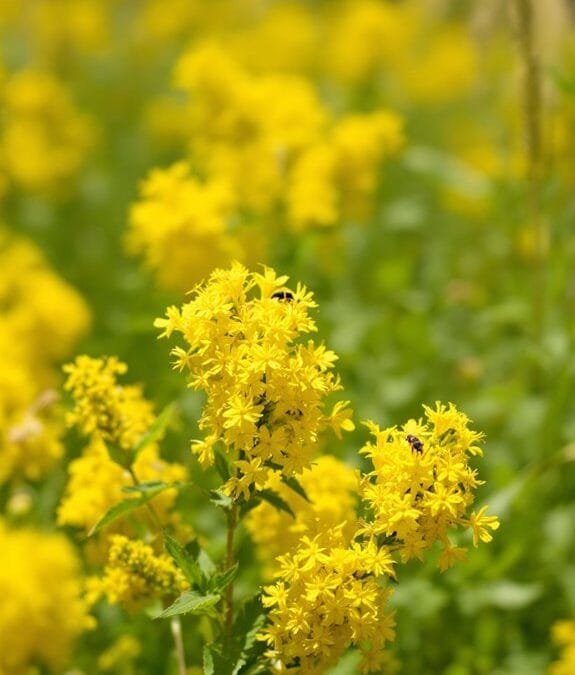 Solidago Species (Goldenrod)