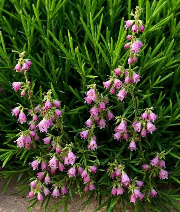 Dorset Heath (Erica Ciliaris)