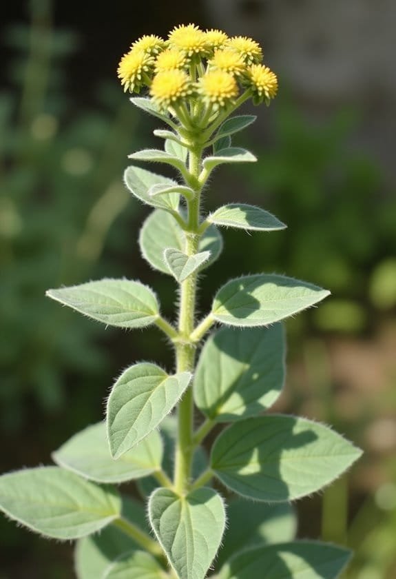 Ploughman’s Spikenard (Inula Conyzae) 3 essential upkeep practices