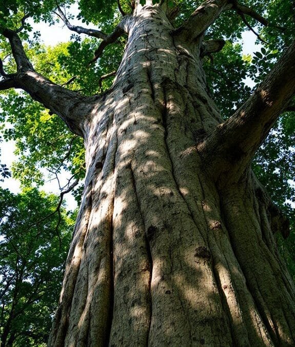 Sycamore (Acer Pseudoplatanus)