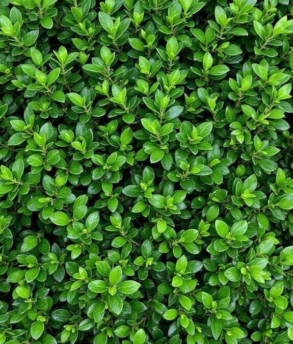 Buxus Sempervirens (Common Box)