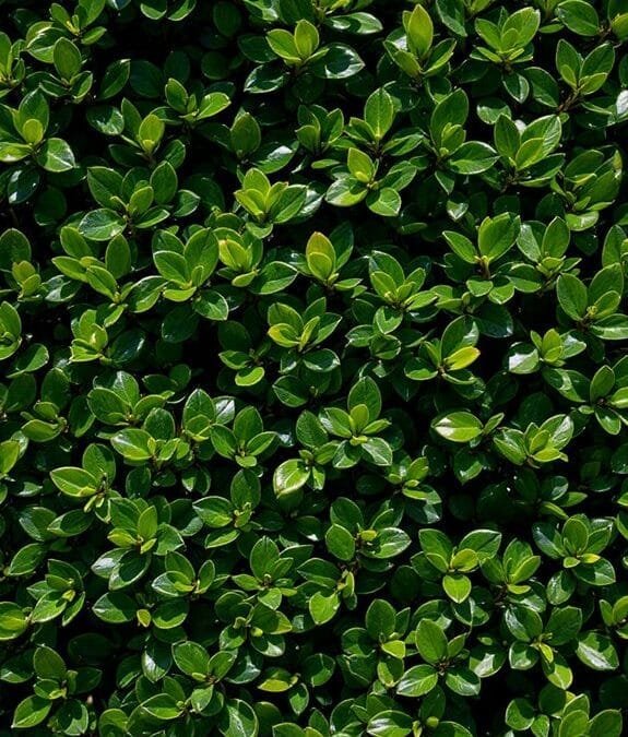 Common Box (Buxus Sempervirens)