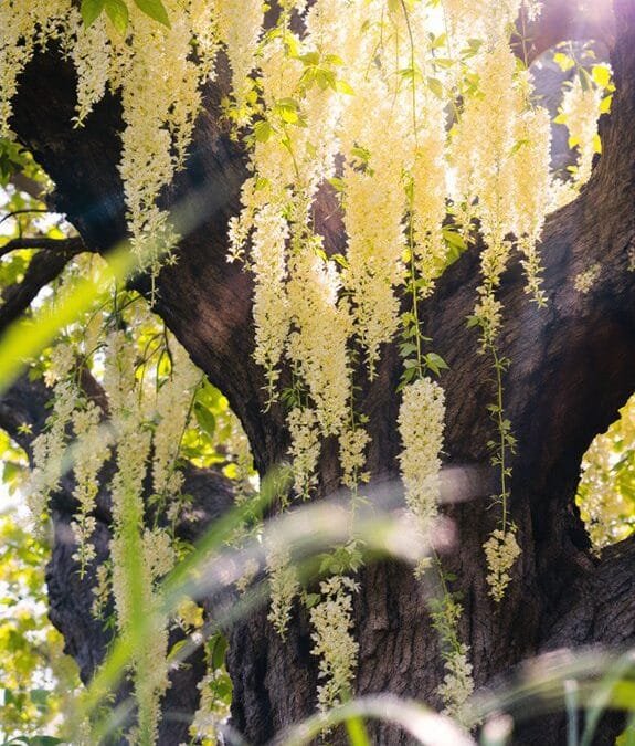 Robinia Pseudoacacia (False Acacia)