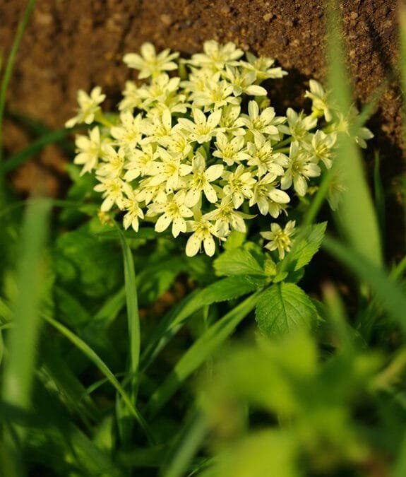 Ridolfia Segetum (False Fennel)