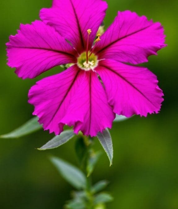 Corncockle (Agrostemma Githago)