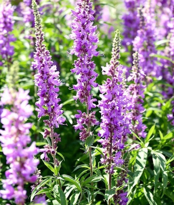 Agastache Species (Giant Hyssop)