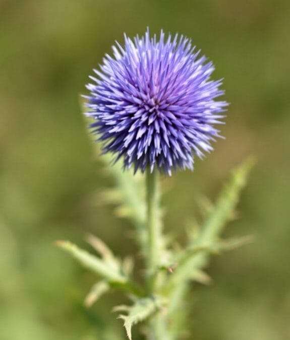 Echinops Species (Globe Thistle)