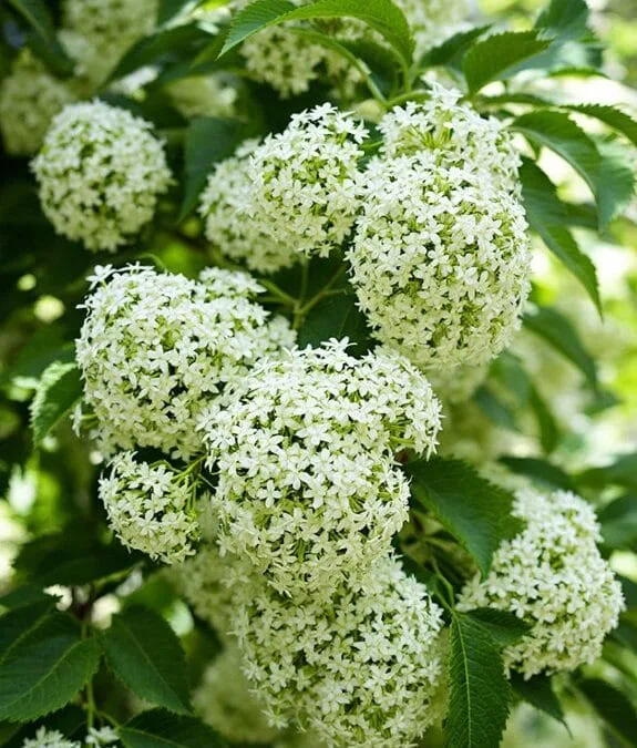 Viburnum Opulus (Guelder Rose)