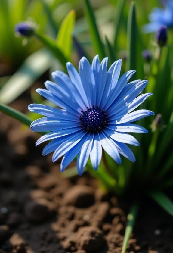 Centaurea Cyanus (Cornflower) 3 health and maintenance guidelines