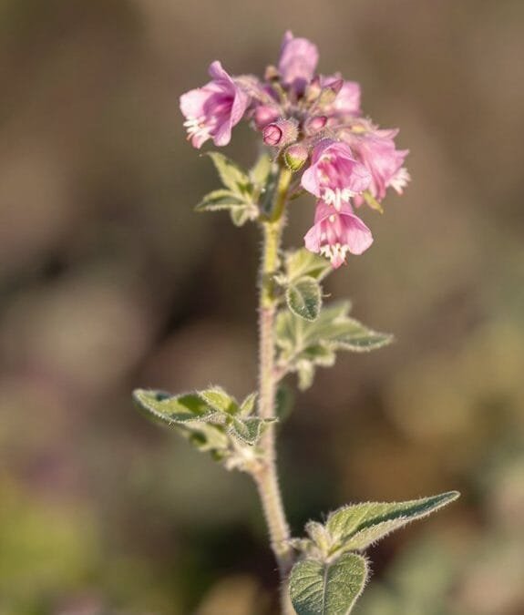 Cross-Leaved Heath (Erica Tetralix)