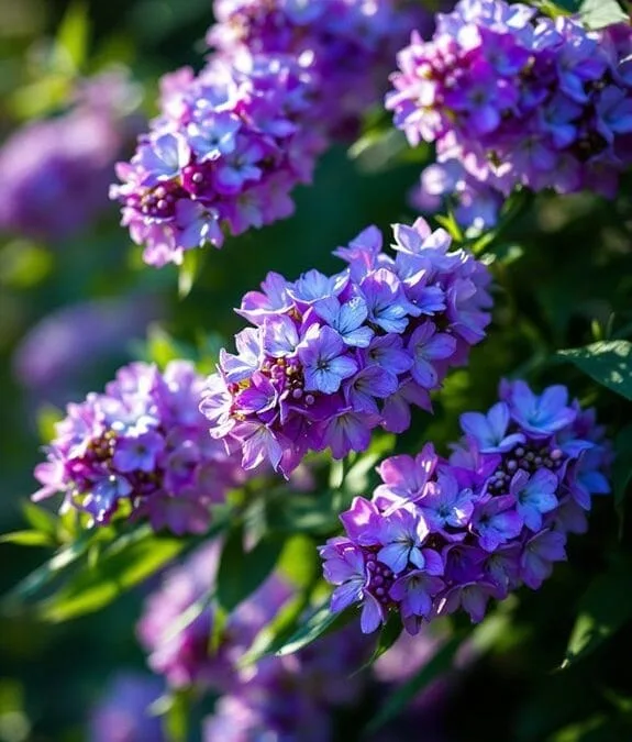 Hebe Species (Hebe)