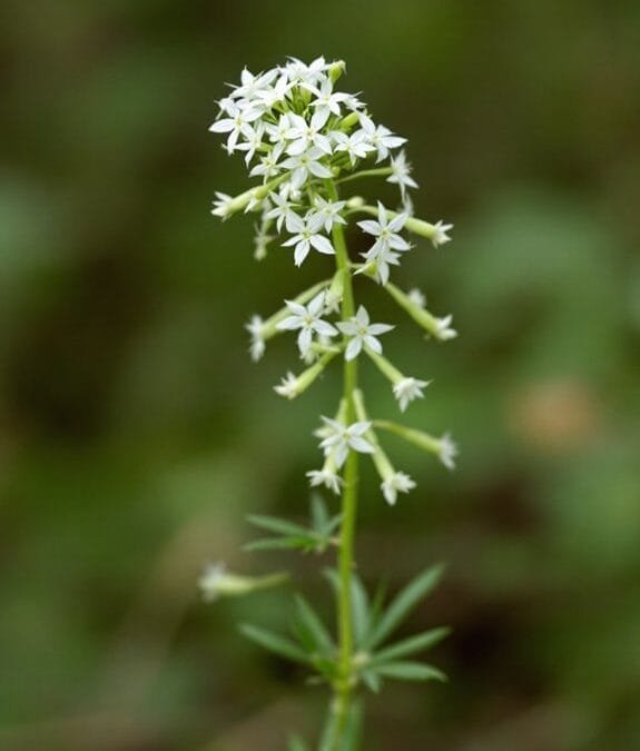Hedge Bedstraw (Galium Mollugo)