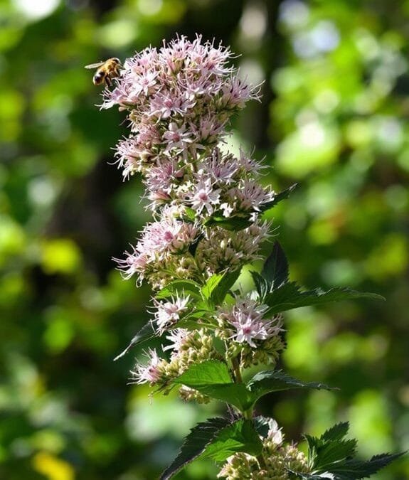 Eupatorium Cannabinum (Hemp Agrimony)