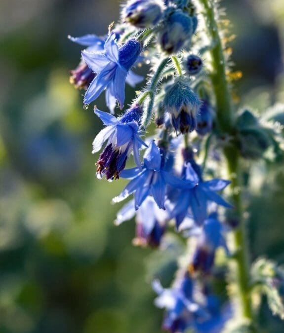 Borago Officinalis (Borage)