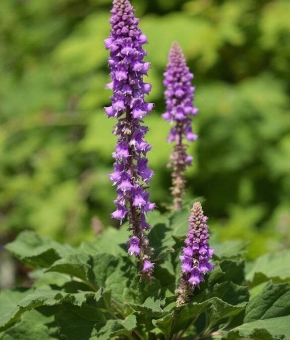 Betony (Stachys Officinalis)