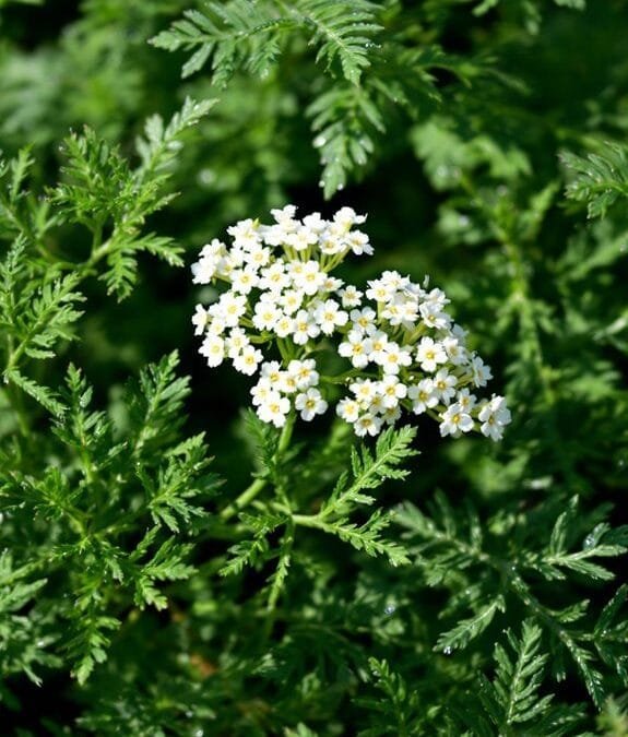 Common Yarrow (Achillea Millefolium)