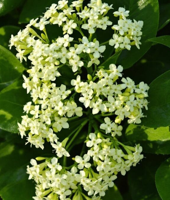 Wild Privet (Ligustrum Vulgare)