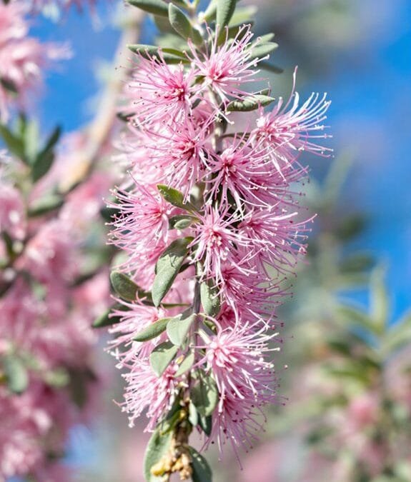 Tamarix Ramosissima (Tamarisk)