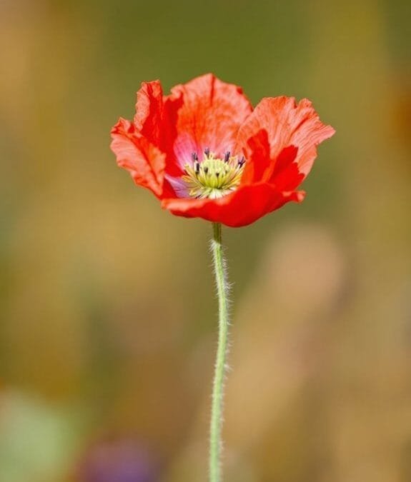 Long-Headed Poppy (Papaver Dubium)