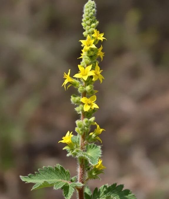 Agrimony (Agrimonia Eupatoria)
