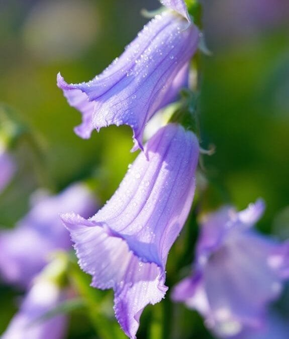 Campanula Lactiflora (Milky Bellflower)