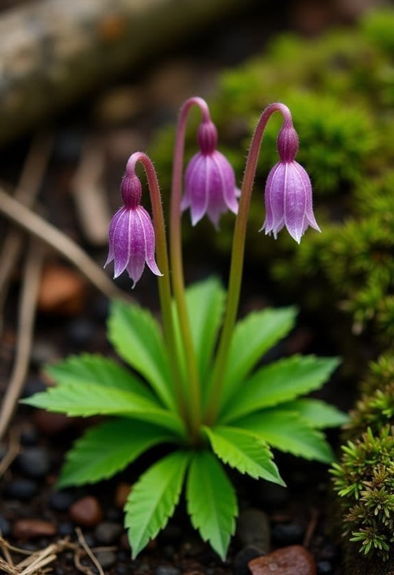 Water Avens (Geum Rivale) 2 optimal cultivation conditions