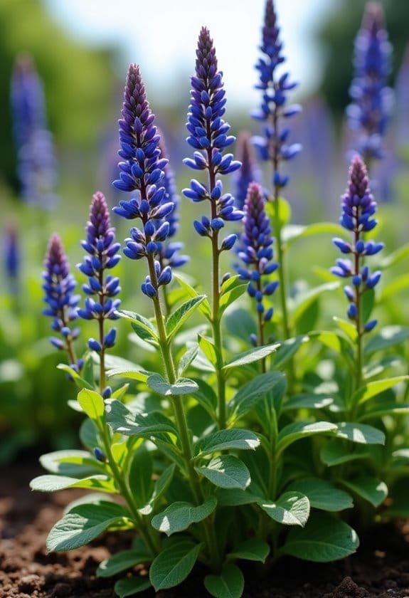 optimal cultivation conditions needed