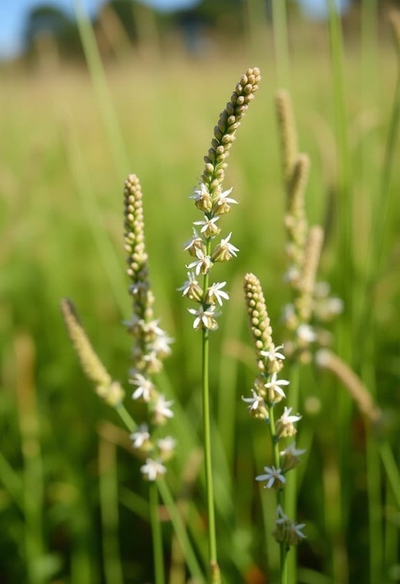 Hedge Bedstraw (Galium Mollugo) 2 optimal growth conditions needed