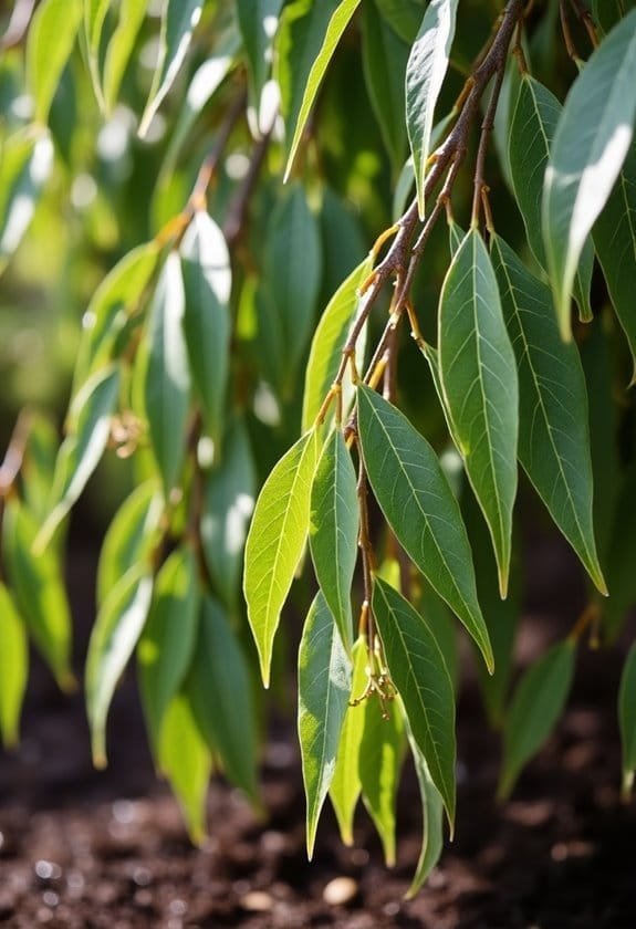 Halberd Willow ‘Wehrhahnii’ (Salix Hastata ‘Wehrhahnii’) 2 optimal growth conditions needed