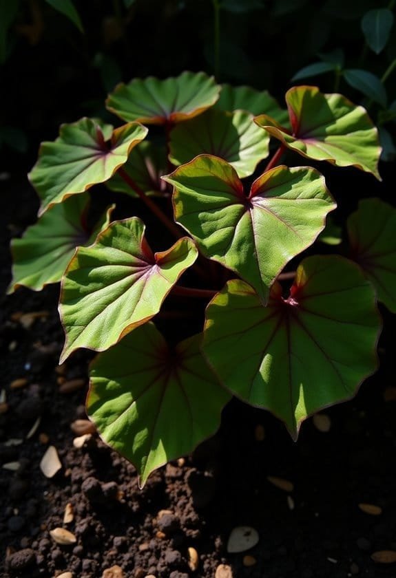 Bergenia Species (Elephant Ear) 2 optimal growth conditions needed