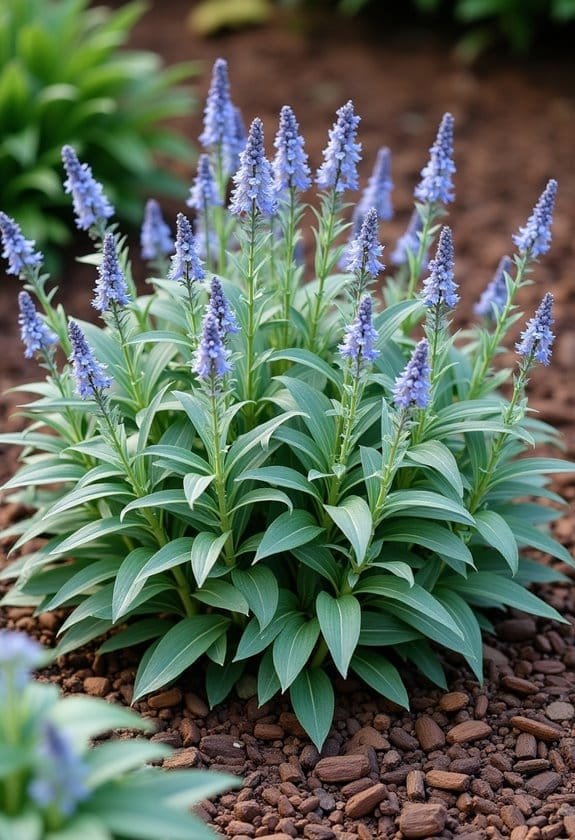 Nepeta Species (Catmint) 2 optimal growth conditions needed